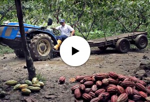 El cultivo del cacao ecológico con el tractor especializado BCS
